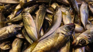 İstavrit hamsiyi tahtından etti