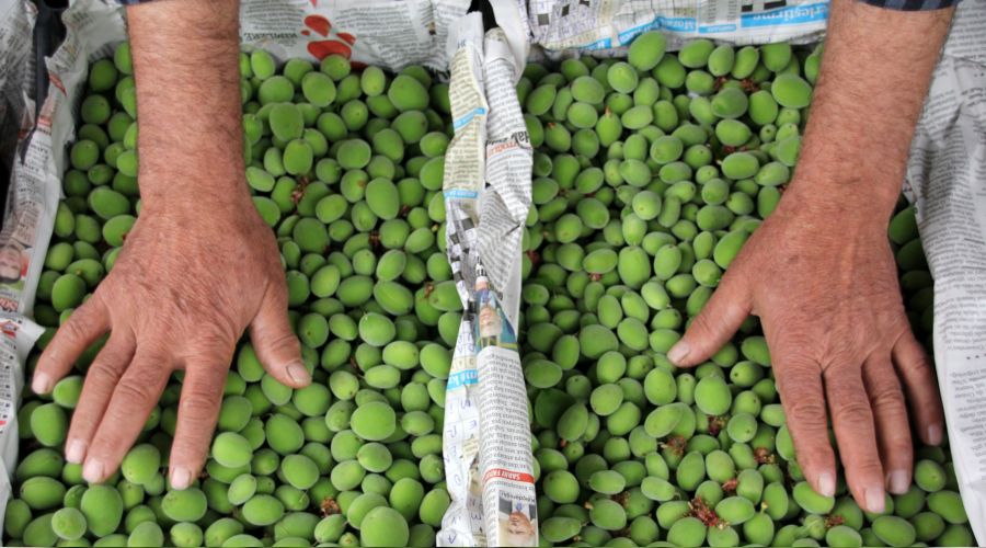 Kayısı çağlasını almak için de servet lazım