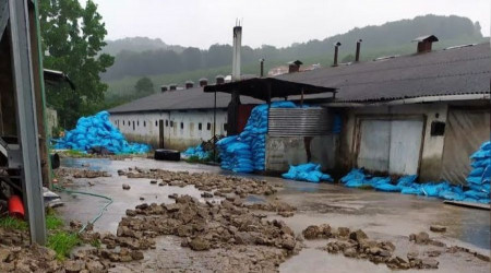 Kaynarca'da tavuk çiftliğini su bastı