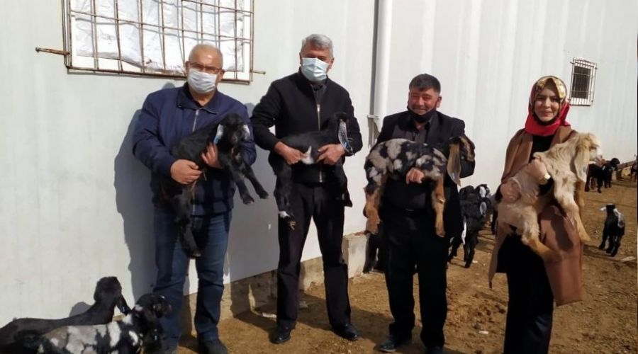 Kilis keçisi markalaşıyor