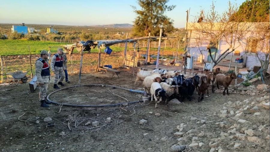 Kilis'te kaybolan 18 küçükbaş hayvanı jandarma buldu