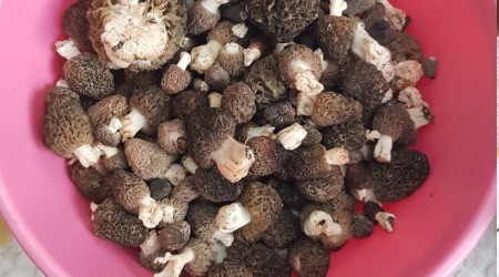 Konya'da kilosu 350 liradan alımı yapılan kuzugöbeği hasadı başladı