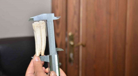 Kuzu otlatırken 16 milyon yıllık at dişi buldu