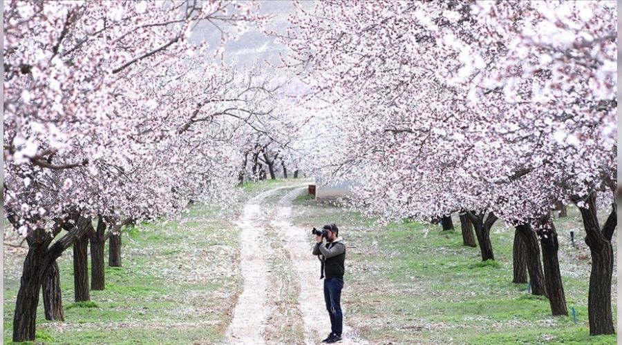 Malatya'da 'Kayısı Çiçek Şenlikleri' başladı