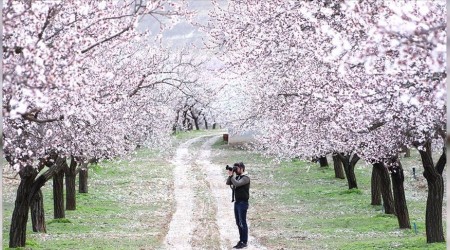 Malatya'da 'Kayısı Çiçek Şenlikleri' başladı