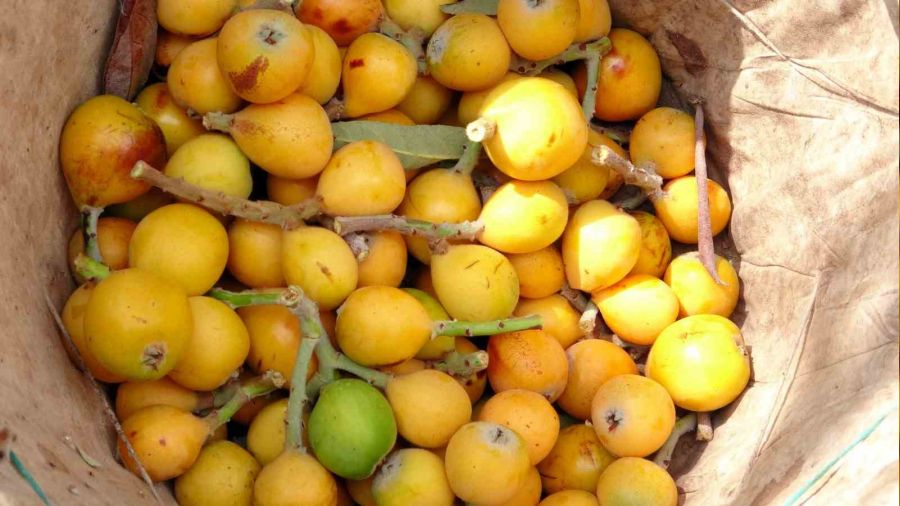 Mersin'de yenidünya hasadı başladı