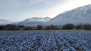 Mikroklima özelliği nedir? Ülkemizde nerelerde görülür?