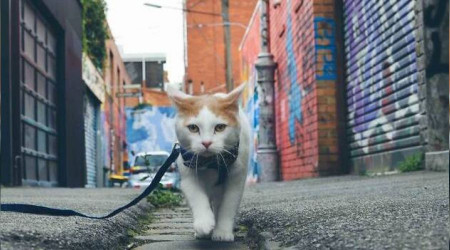 O şehirde kediler sokağa çıkamayacak!