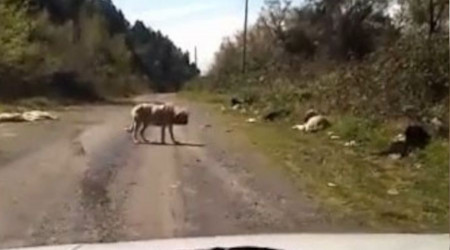 Onlarca köpek boş arazide ölüme terk edildi