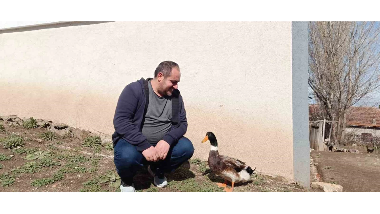Ördekle kurduğu dostluk dikkat çekiyor