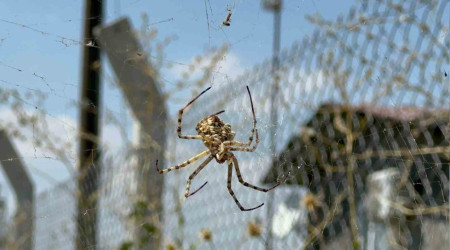 Örümceği görünce tarlasına girmeye korkar oldu