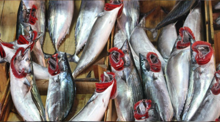 Palamut gidiyor, lüfer ve hamsi geliyor