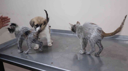 Rize'de insanlık dışı olay