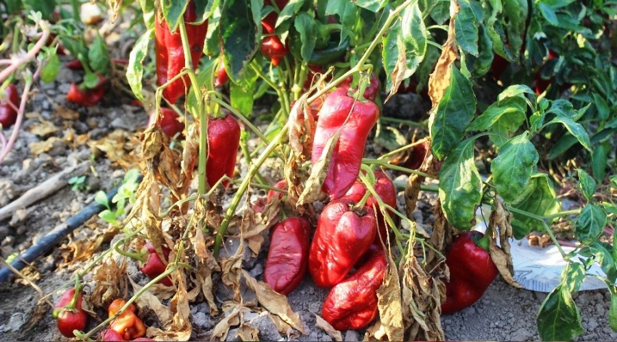 Salçalık biberler tarlada çürüyor