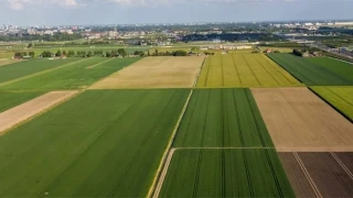 Sarıçam tarımının geleceği ve beklentiler