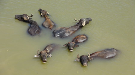 Sıcaktan bunalan mandalar kendilerini balık zannediyor