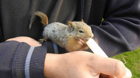 Şırıngayla beslediği sincap yavrusu yanından ayrılmıyor