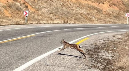 Tunceli'de kırmızı listedeki vaşak fotoğraflandı