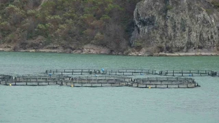 'Türk somonu ihracatı 500 milyon dolara ulaştı'