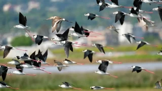 Trkiye'deki nemli ku gzlem alanlar