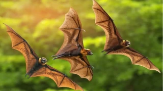 Yarasaların uzun yaşam sırrı: İnsan bağışıklık sistemi için yeni bir umut mu?