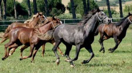 43 baş safkan Arap koşu tayı satılacak