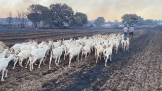 80 kkba hayvann yanmaktan son anda kurtard