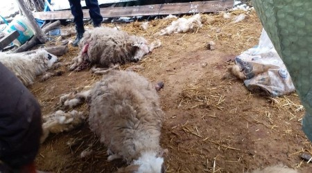 Ahırda dehşete düşüren manzara