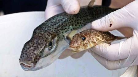 Antalya'da balon balığı yakalama yarışı düzenlendi