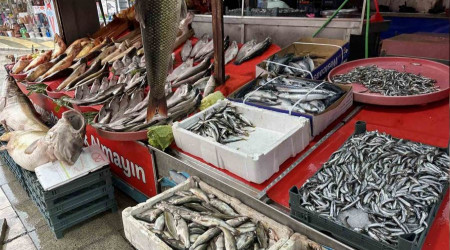 Balıkçı tezgahlarında çeşit arttı