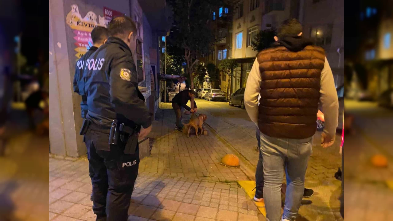 Bandrma'da pitbull, sokak kpeine saldrd