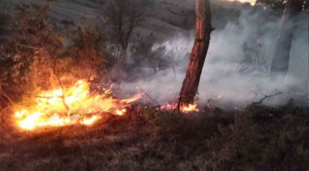 Bolu'da orman yangını