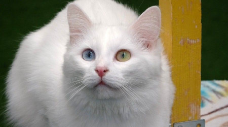 Bu yıl 100 Van kedisi dünyaya geldi