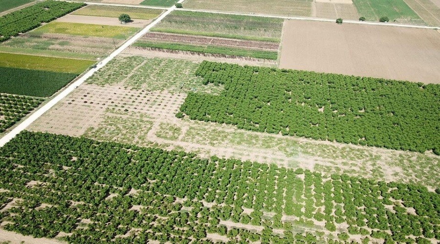 Bursa'da kesilen meyve ağacı sayısı 60 bine ulaştı