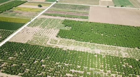 Bursa'da kesilen meyve ağacı sayısı 60 bine ulaştı