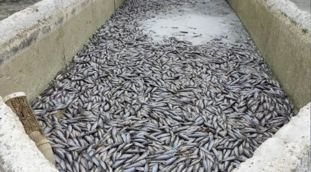 Deprem sonrası binlerce balık telef oldu