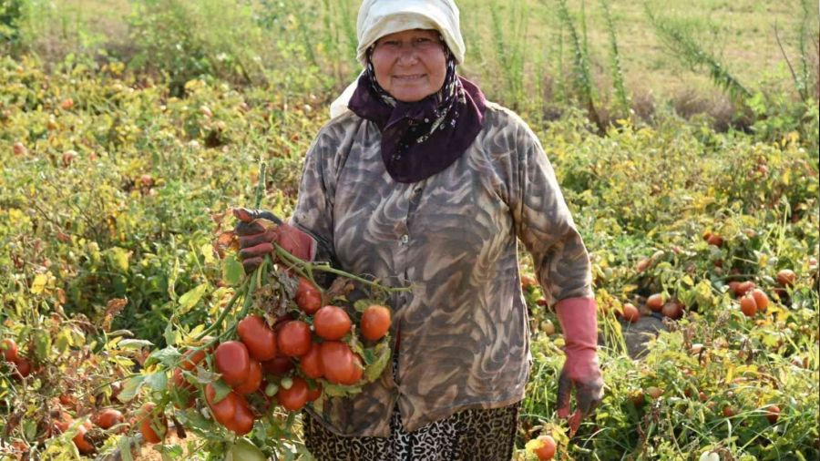 Domates üretiminde Sındırgı birinciliğe oynuyor