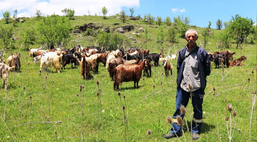 Halep keçileri Ordu yaylalarında