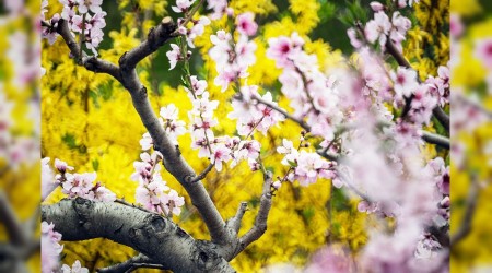 İblis, mü’minin dinine egemen olamaz