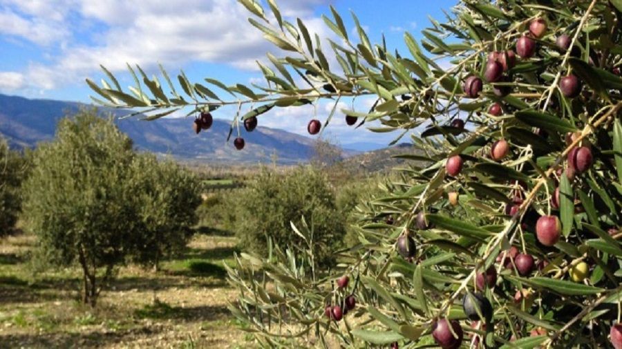 İzmir’de icradan satılık tarla