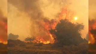İzmir'deki orman yangını 8 saat sonra kontrol altına alındı