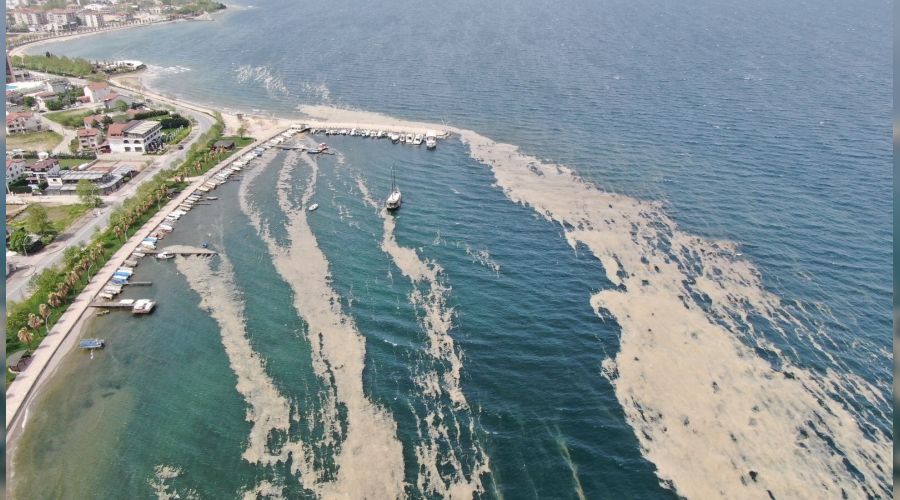 İzmit Körfezi'nde salya istilası artıyor