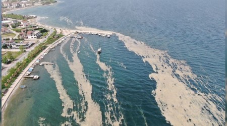 İzmit Körfezi'nde salya istilası artıyor