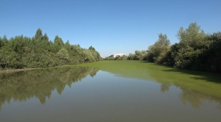 Karasu Nehri yeşile döndü