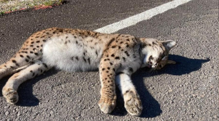 Kastamonu'da yol kenarnda telef olmu vaak bulundu