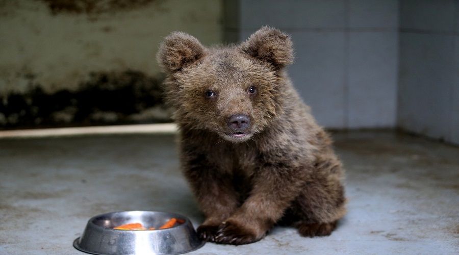 Kör ayıya sahip çıktılar