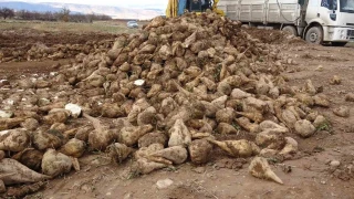 Malatya'da şeker pancarındaki verim çiftçiyi sevindirdi