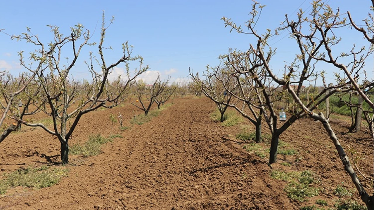 Meyve bahçeleri zirai don kurbanı