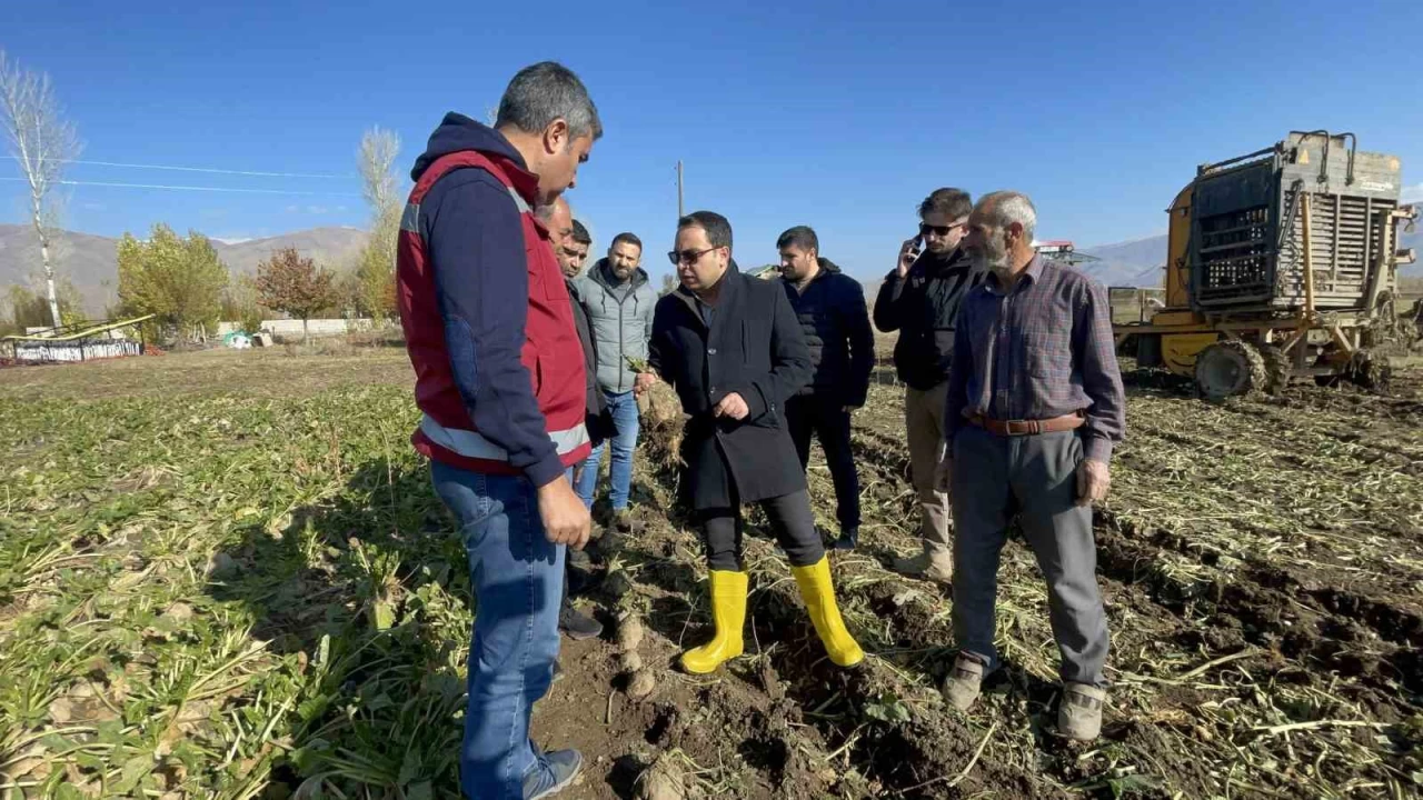 Muradiye'de eker pancar hasad balad