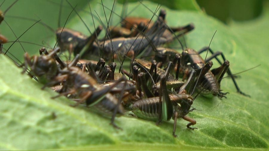 Muş'ta çekirge alarmı